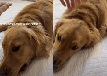 Video Shows ‘Mean’ Golden Retrievers Are Real