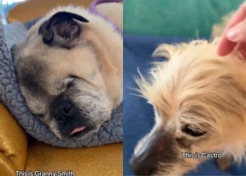 After Meeting Senior Dogs, Human Walks Out a Completely Different Person