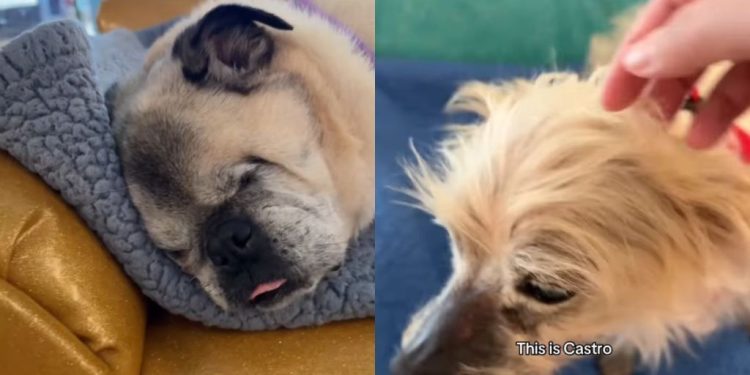 After Meeting Senior Dogs, Human Walks Out a Completely Different Person
