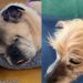 After Meeting Senior Dogs, Human Walks Out a Completely Different Person