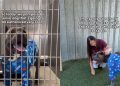 Senior Shelter Dog With Scars All Over His Body Waits To Be Chosen