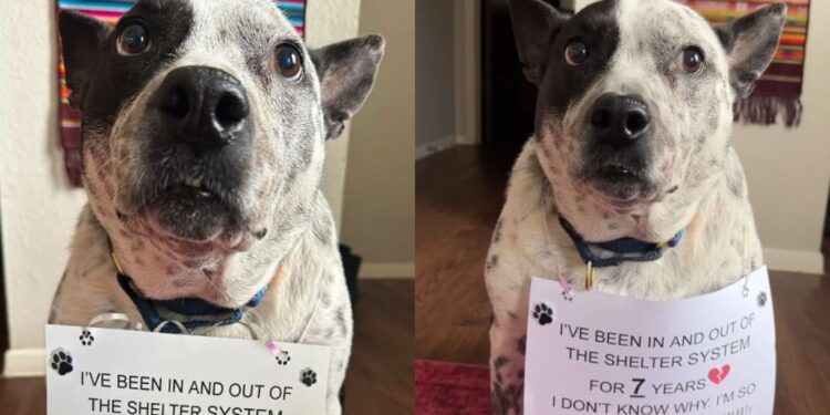 Dog Who Has Been in & Out of Shelter System for 7 Years, Hasn’t Lost Hope for Forever Home