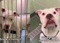 Rescue Dog Is the Only One Left Behind in the Shelter Until He Finally Gets the Good News