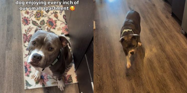 Shelter Dog Realizes Even a ‘Small’ Foster Home Can Be Big Enough & Full of Love