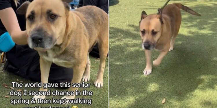 Senior Shelter Dog Doesn’t Want the Kennel to Be Her Whole World