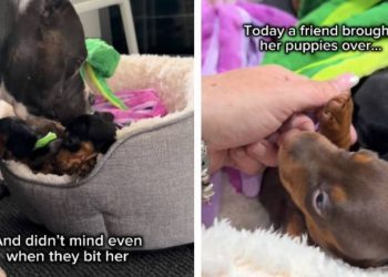 Rescue Dog Didn’t Get to Keep Her Own Babies, but She Never Stopped Being a Mother