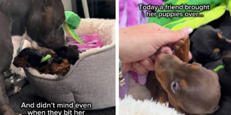 Rescue Dog Didn’t Get to Keep Her Own Babies, but She Never Stopped Being a Mother