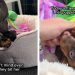 Rescue Dog Didn’t Get to Keep Her Own Babies, but She Never Stopped Being a Mother
