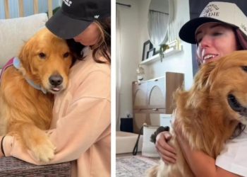After Owner Teaches Golden Retriever a Trick, It’s All He Does