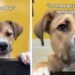 Shelter Dog Hears Day After Day That Nobody’s Taking Him Home & Still Never Loses Hope