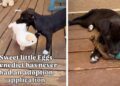 Shelter Puppy With No Adoption Applications Finally Gets the Ending She Deserves