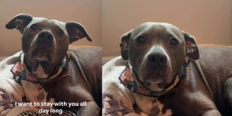 Rescue Dog Is All Ears for Her Owner’s Heartfelt Message