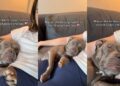 Shelter Dog Attains a New Level of Peace in Foster Care