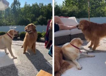Golden Retriever’s Attempts at Flirting Aren’t Going All Too Well