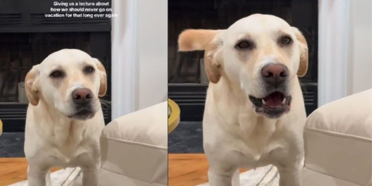 Labrador-Pitbull’s Post-Holiday Meltdown Has Pet Owners Cracking Up