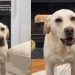 Labrador-Pitbull’s Post-Holiday Meltdown Has Pet Owners Cracking Up