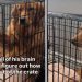 Golden Retriever’s Crate Is Opened, but He Still Can’t Get Out