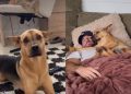 Rescue Dog Won’t Get on the Couch Until Dad Tells Him To, Then They Snuggle Together