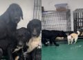 ‘Terrified’ Rescue Dogs Dumped Together Take First Step Towards Healing