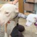 Shelter Dog With ‘No Adoption Interests’ Finds a New Foster Friend