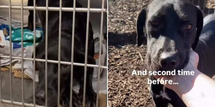 Shelter Dog Is Now Used to Feeling Lost After No One Comes Looking for Her