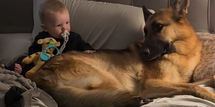 Dog & Little Boy Share the Sweetest Look Before Melting Into a Cuddle