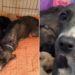 Mama Rescue Dog & Her Babies Finally Find Peace, Knowing They’re Not Running Out of Time