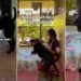Shelter Dog Has No Idea the Family Who Saw Her Video Is There To Take Her Home for ‘Trial Adoption’