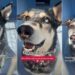Shelter Dog Surrendered for Being ‘Too Vocal’ Faces a Race Against Time