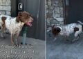 Rescue Dog ‘Depressed’ After Her Puppies Were Separated Now Awaits a Happy Ending