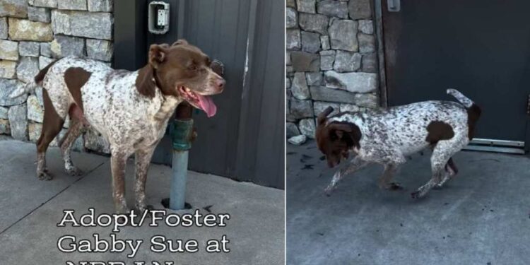 Rescue Dog ‘Depressed’ After Her Puppies Were Separated Now Awaits a Happy Ending