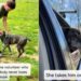 Senior Shelter Dog Has Spent Half His Life Inside a Kennel With Two Heartbreaking Titles