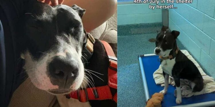 Shelter Dog Gets to Be a ‘Couch Crasher’ in Foster Care, but Not for Long