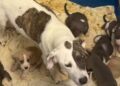 Shelter Dog, Mom to 10 Tiny Puppies, Has No Place to Call Home