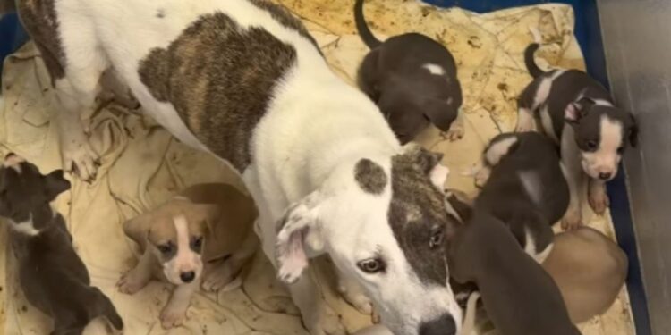 Shelter Dog, Mom to 10 Tiny Puppies, Has No Place to Call Home
