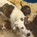 Shelter Dog, Mom to 10 Tiny Puppies, Has No Place to Call Home