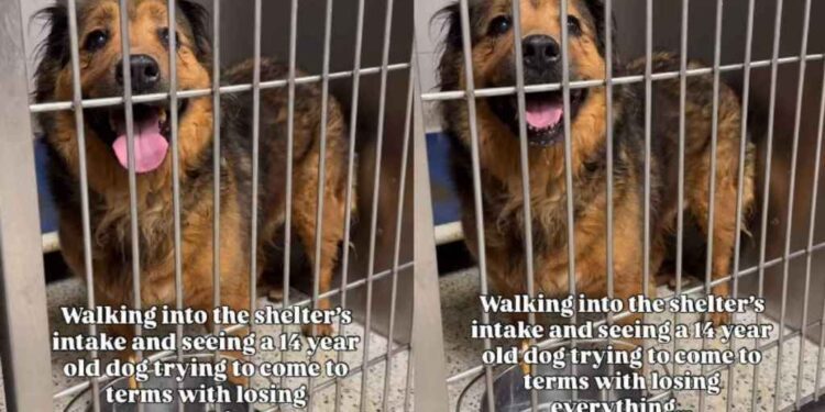 Human Notices Senior Shelter Dog Who Lost Everything, Learns the Heartbreaking Reason