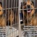 Human Notices Senior Shelter Dog Who Lost Everything, Learns the Heartbreaking Reason