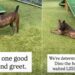 Shelter Dog Waiting for Over 1000 Days Still Faces an Uncertain Future