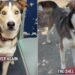 Shelter Dog’s Worst Fear Becomes a Reality After He Is Surrendered