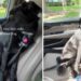 Human Takes Foster Dog on One Last Ride Together & It Turns Into the Hardest Goodbye