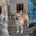 After Three Devastating Goodbyes, This Shelter Dog Still Hasn’t Given Up on Love