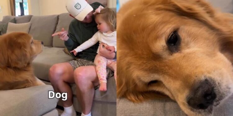 Human Comforts ‘Heartbroken’ Golden Retriever After Toddler Calls Him Dog