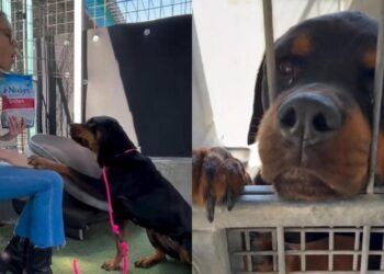 Abandoned Shelter Dog Has a Goodness That ‘Radiates From Behind Her Kennel Bars’