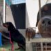 Abandoned Shelter Dog Has a Goodness That ‘Radiates From Behind Her Kennel Bars’