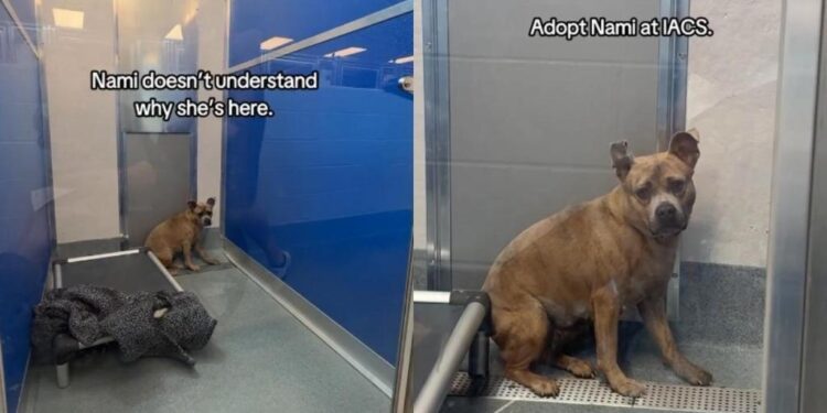 Human Finds Shelter Dog Trembling, Cooped up at the Back of Her Kennel