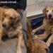 Mama Golden Retriever Gives Her All to Babies & Her Family Ensures She Gets a Break Too