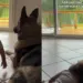 After Toddler Senses Dog Is Afraid of the Rain, She Makes the Sweetest Gesture