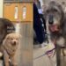 Introverted Shelter Puppy Finds Comfort in the Gentle Presence of Big Emotional Support Dog