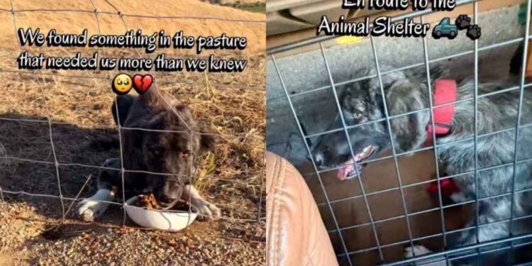 Stray Dog Walks up to Humans, Not Knowing Rescue, Shelter & a New Beginning Awaits Her